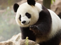 Zoo de Beauval - Hôtel Le Garden 3* avec accès au zoo