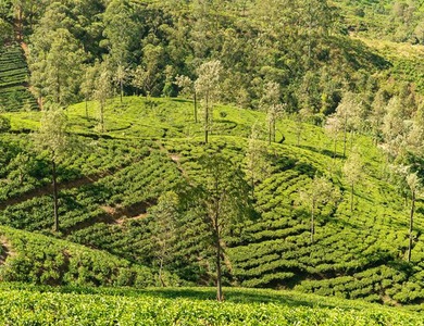 Splendeurs du Sri Lanka