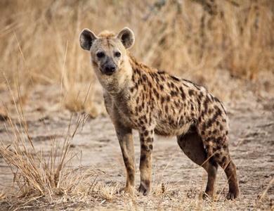 Circuit Safari au coeur des grands parcs du Kenya
