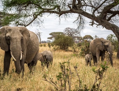Safari en Tanzanie et Extension Zanzibar au Waridi Beach Resort &Spa 4*