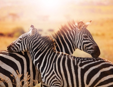 Combiné Circuit et Hôtel Papillon Lagoon Reef 3*