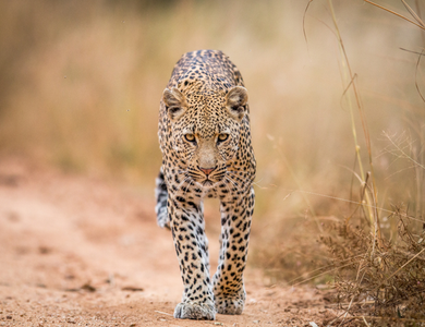 Circuit Du Parc Kruger au Cap de Bonne Espérance