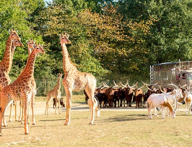 Weekend en studio avec entrées au parc animalier Planète Sauvage - 3*
