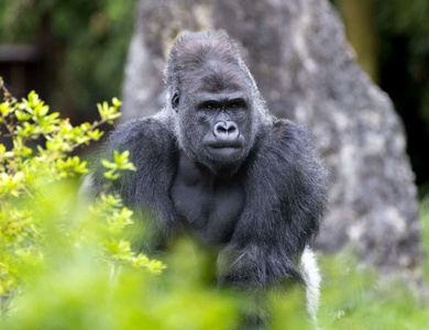 Séjour 4 étoiles dans le centre de Tours, avec les entrées au Zoo de Beauval (à 1 heure) - 4*