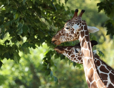 Séjour à Tours avec entrées au ZooParc de Beauval - 3*