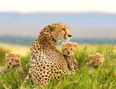 Safari Féeries d'Afrique