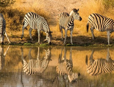 Splendeurs du Parc Kruger & Extension Chutes Victoria 13J/10N - 2025/2026