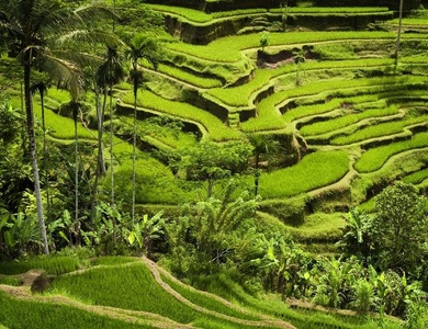 Circuit au cœur de Bali