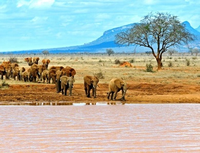 Hôtel Kappa Club AHG Lion Beach Resort 4* + Safari 1 nuit