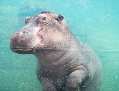 Séjour en studio avec entrées au zoo de Beauval (à 1heure de voiture) - 3*