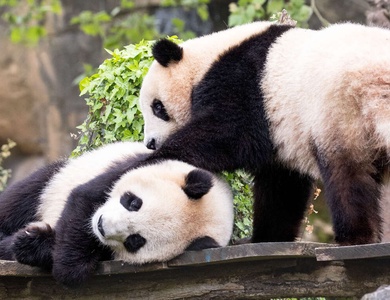 Hotel Mercure Tours Sud 4* + Petit-déjeuner + Dîner + ZooParc de Beauval + Accès au spa