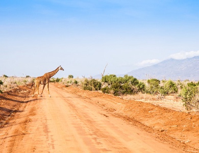 Hôtel Jumbo resort Watamu 4* et Safari 2 nuits
