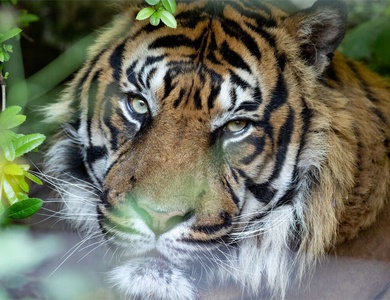 Escapade au bord de Loire avec entrée au zoo de Beauval - 3*