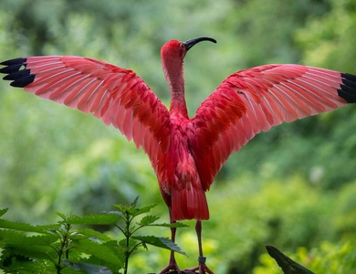 Week-end avec visite du ZooSafari de Thoiry - 4*