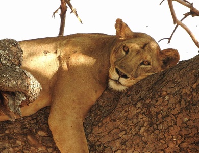 Safari Privatif - Aventure Tanzanienne