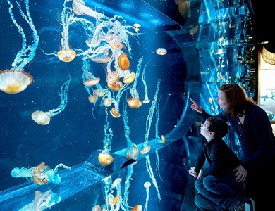 Weekend met toegang tot het Nausicaa Aquarium - 3*