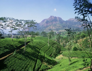Circuit Parfums du Sri Lanka 4*