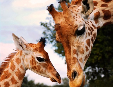 Séjour familial à Aix en Provence avec entrée au zoo de la Barben - 3*