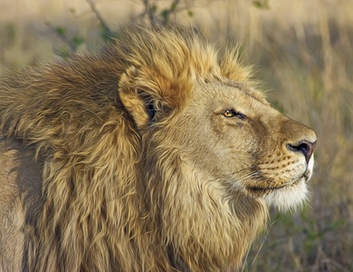 Combiné Safari Hakuna Matata + Jacaranda Indian Ocean Beach 4*