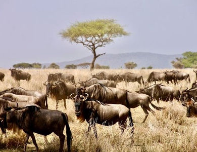 Cicuit Merveilles de Tanzanie