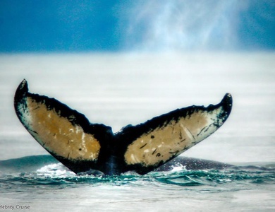 2026 - Des Cimes Canadiennes aux Fjords d'Alaska (Rocky Mountaineer et croisière) - vols flexi