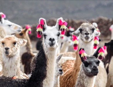 Circuit Evasion au Pérou (petit groupe)