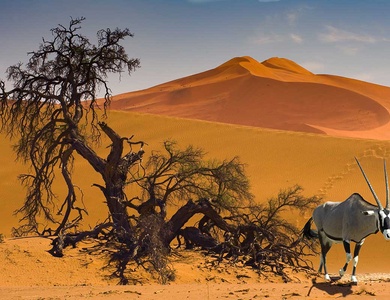 Circuit Pays himba, dunes et réserves de Namibie