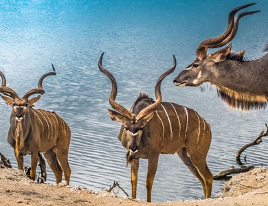Découvertes Botswanaises 12J/9N