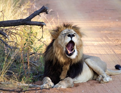 Sur la piste des Zoulous 3*