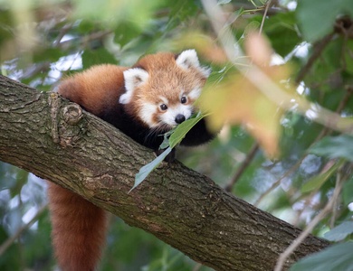 Visite du ZooParc de Beauval et séjour à Tours pour deux - 4*