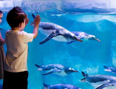 ÉMerveillement en famille à l'aquarium Sea Life - 3*