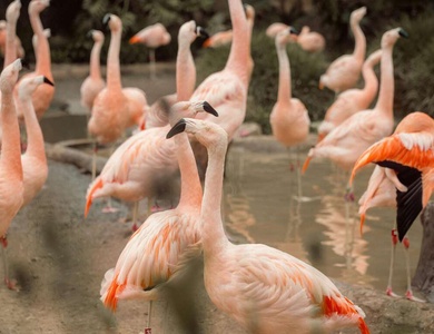 Séjour avec entrées au Zoo de Thoiry et piscine - 3*