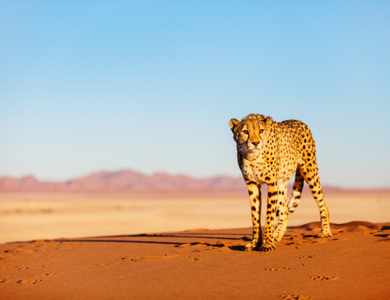 Circuit Du Royaume des Animaux aux Sables du Kalahari **Version 2026**