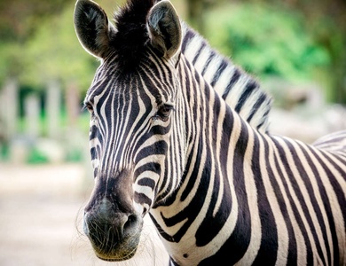 Séjour de charme en famille avec des entrées au Zoo de la Barben près de Marseille - 3*