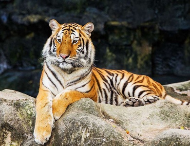 Séjour en famille avec visite du Zoo de la Barben - 3*