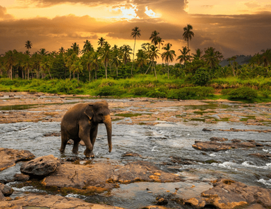 Circuit privatif Des Merveilles du Sri Lanka 3* et séjour plage de Beruwela 3*Sup