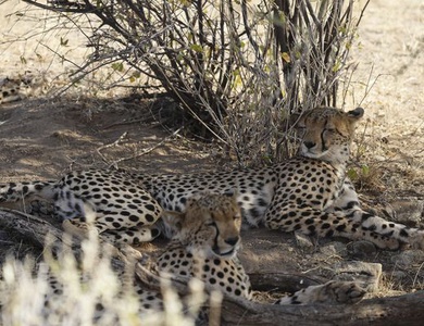 Circuit Merveilles du Kenya Samburu