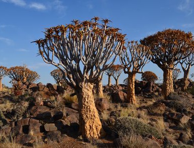 Circuit Splendeurs de Namibie et extension Fish River Canyon