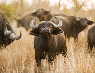 Circuit Éclats de l'Afrique australe ****