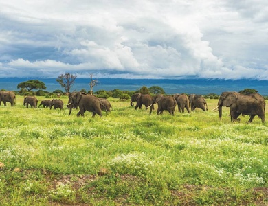 Safari Privatif - En Terre Sauvage