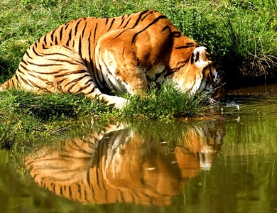 Séjour en appartement avec entrées au parc animalier Planète Sauvage - 3*