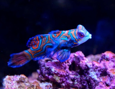 Découvrez l'aquarium de Lyon et ses animaux incroyables ! - 4*