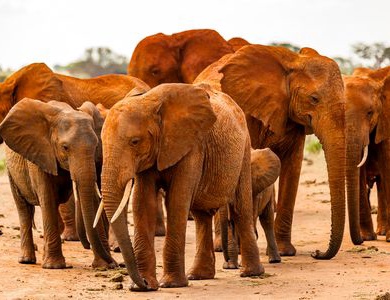 Circuit Douceurs du Kenya