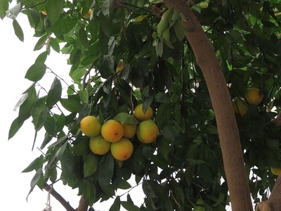 Riad Les Orangers d'Alilia
