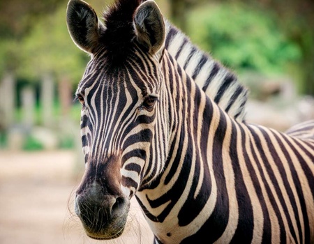 Escapade relaxante & visite du Zoo de Mulhouse - 4* - 1