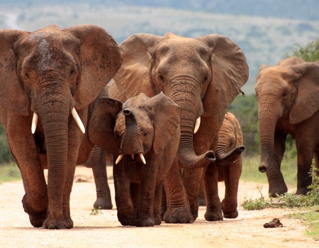 Circuit Safari Kifaru - 4