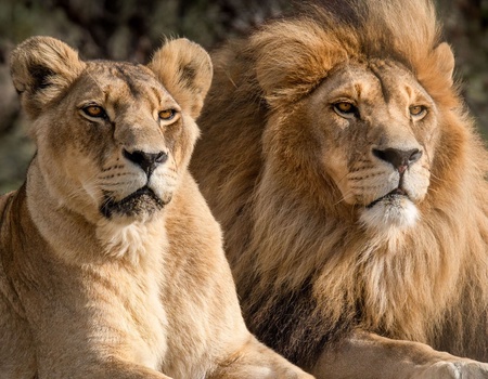 Road Trip Toute l'Afrique du Sud - 2