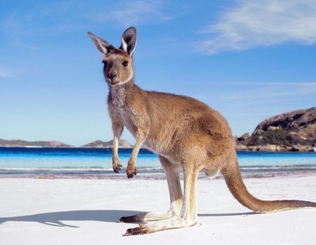 Odyssée Australienne + prologue Kangaroo Island - 4