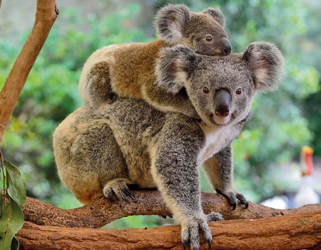 La Nouvelle-Zélande et l'Australie - 2