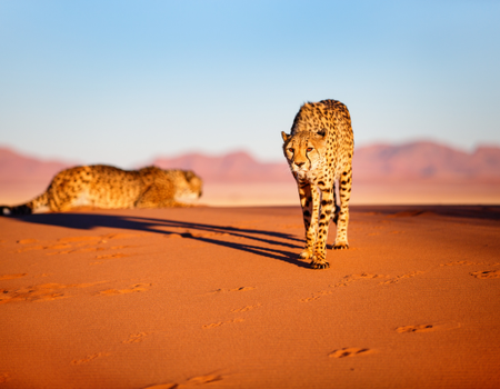Circuit Namibie : Les plus vieux déserts du Monde **Version 2026** - 1